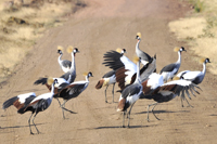 Balearica regulorum